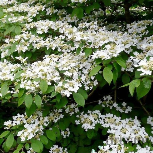 Kalina japonská Cascade, výška 30/50cm, v črepníku Viburnum plicatum Cascade