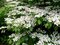 Kalina japonská Cascade, výška 30/50cm, v črepníku Viburnum plicatum Cascade