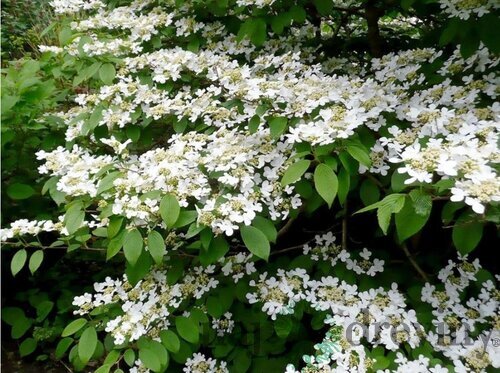 Kalina japonská Cascade, výška 30/50cm, v črepníku Viburnum plicatum Cascade