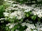 Kalina japonská Cascade, výška 30/50cm, v črepníku Viburnum plicatum Cascade