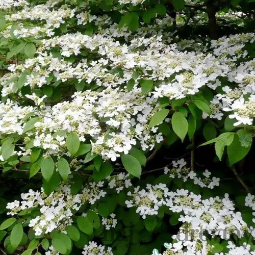 Kalina japonská Cascade, výška 30/50cm, v črepníku Viburnum plicatum Cascade