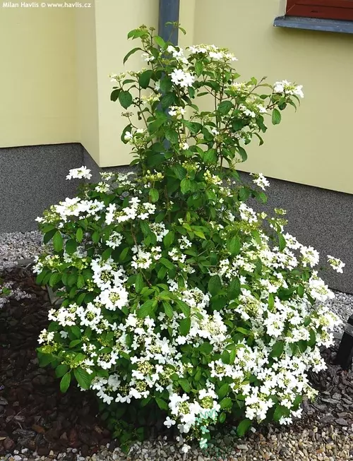 Kalina japonská KILIMANDJARO ´JWW1´, výška 30/50cm, v črepníku Viburnum plicatum KILIMANDJARO ‘JWW1‘