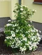 Kalina japonská KILIMANDJARO ´JWW1´, výška 30/50cm, v črepníku Viburnum plicatum KILIMANDJARO ‘JWW1‘