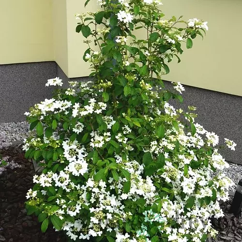 Kalina japonská KILIMANDJARO ´JWW1´, výška 30/50cm, v črepníku Viburnum plicatum KILIMANDJARO ‘JWW1‘