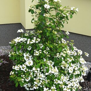 Kalina japonská KILIMANDJARO ´JWW1´, výška 30/50cm, v črepníku Viburnum plicatum KILIMANDJARO ‘JWW1‘