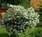 Kalina obyčajná Roseum, výška 30/40 cm, v črepníku 3l Viburnum opulus Roseum