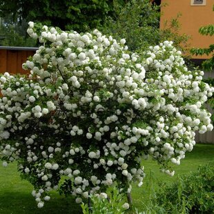 Kalina obyčajná Roseum, výška 30/40 cm, v črepníku 3l Viburnum opulus Roseum