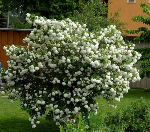 Kalina obyčajná Roseum, výška 30/40 cm, v črepníku 3l Viburnum opulus Roseum