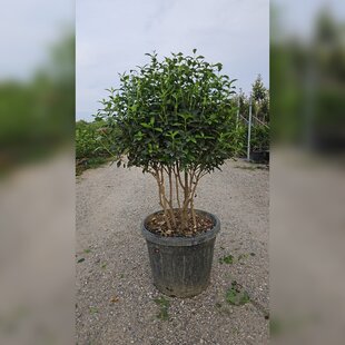 Kalina vavrinolistá, mushroom-multikmeň, výška 100/125 cm, v črepníku  Viburnum tinus