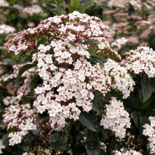 Kalina vavrínolistá, na kmienku 60 cm, v črepníku Viburnum tinus