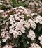 Kalina vavrínolistá, na kmienku 60 cm, v črepníku Viburnum tinus