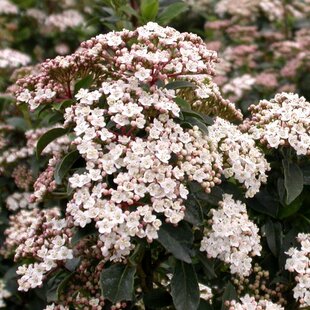 Kalina vavrínolistá, na kmienku 60 cm, v črepníku Viburnum tinus