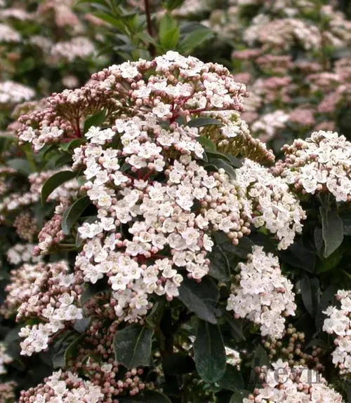 Kalina vavrínolistá, na kmienku 60 cm, v črepníku Viburnum tinus