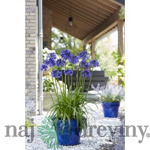 Kalokvet africký-agapant BLUE v črepníku 5l Agapanthus Blue