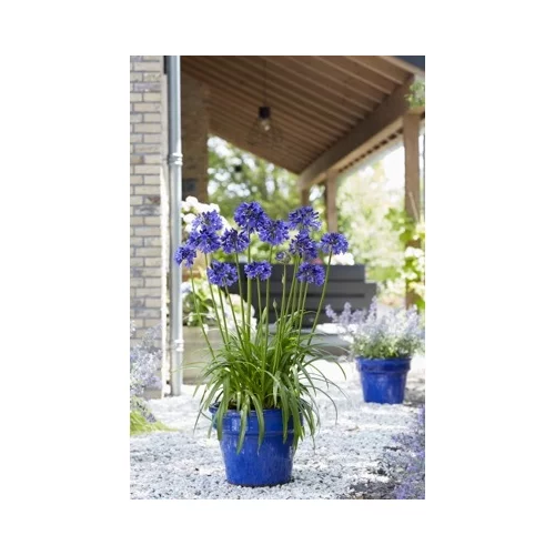 Kalokvet africký-agapant BLUE v črepníku 5l Agapanthus Blue