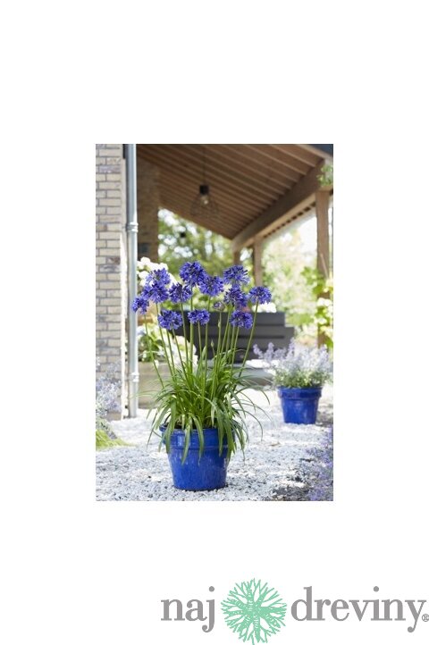 Kalokvet africký-agapant BLUE v črepníku 5l Agapanthus Blue