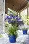 Kalokvet africký-agapant BLUE v črepníku 5l Agapanthus Blue
