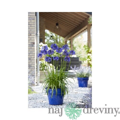 Kalokvet africký-agapant BLUE v črepníku 5l Agapanthus Blue