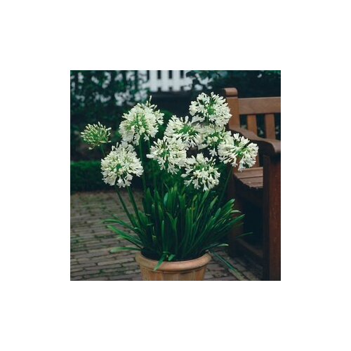 Kalokvet africký-agapant WHITE v črepníku 5l Agapanthus White