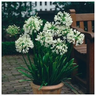 Kalokvet africký-agapant WHITE v črepníku 5l Agapanthus White