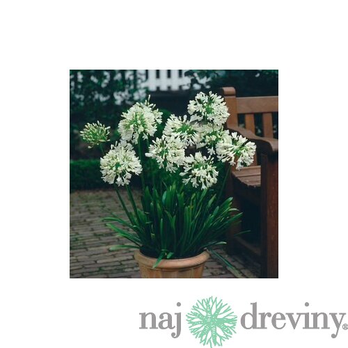 Kalokvet africký-agapant WHITE v črepníku 5l Agapanthus White