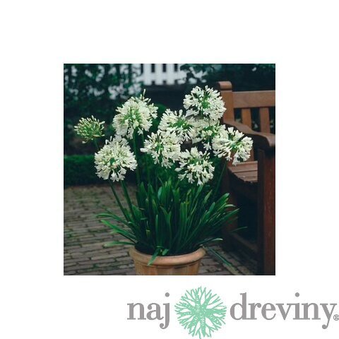 Kalokvet africký-agapant WHITE v črepníku 5l Agapanthus White