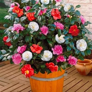 Kamélia japonská mix farieb 40/80 v črepníku 15l Camellia Japonica