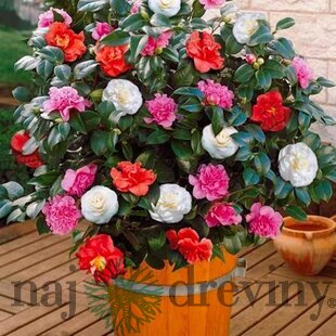Kamélia japonská mix farieb 80/120 v črepníku 15l Camellia Japonica