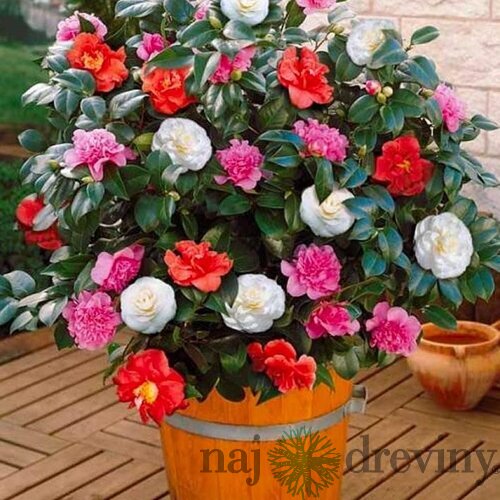 Kamélia japonská mix farieb 80/120 v črepníku 15l Camellia Japonica