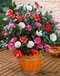 Kamélia japonská, výška 25/50 cm, v črepníku Camellia Japonica