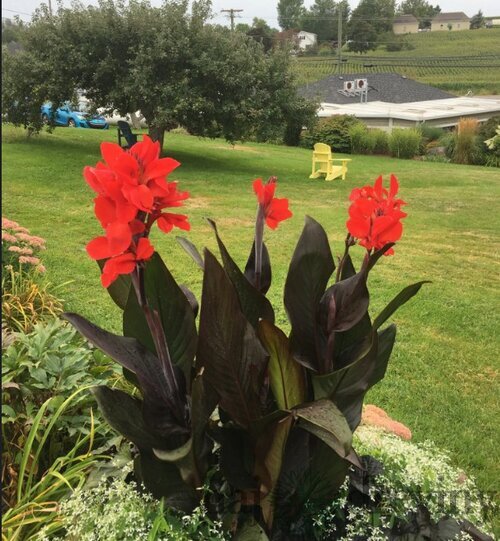 Kana indická BRONZE SCARLET, výška 30/50cm, v črepníku Canna Bronze Scarlet