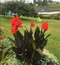 Kana indická BRONZE SCARLET, výška 30/50cm, v črepníku Canna Bronze Scarlet