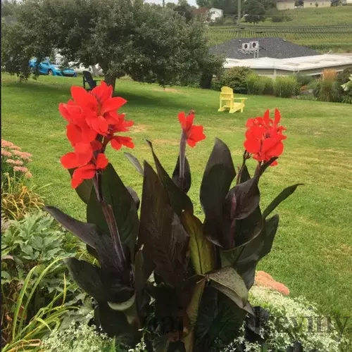 Kana indická BRONZE SCARLET, výška 30/50cm, v črepníku Canna Bronze Scarlet