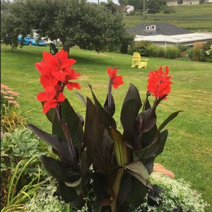 Kana indická BRONZE SCARLET, výška 30/50cm, v črepníku Canna Bronze Scarlet