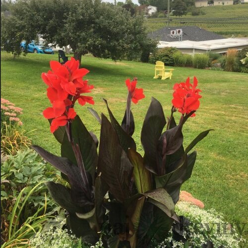Kana indická BRONZE SCARLET, výška 30/50cm, v črepníku Canna Bronze Scarlet
