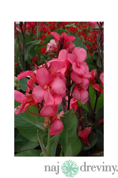 Kana indická ROSE, výška 30/50cm, v črepníku Canna Rose