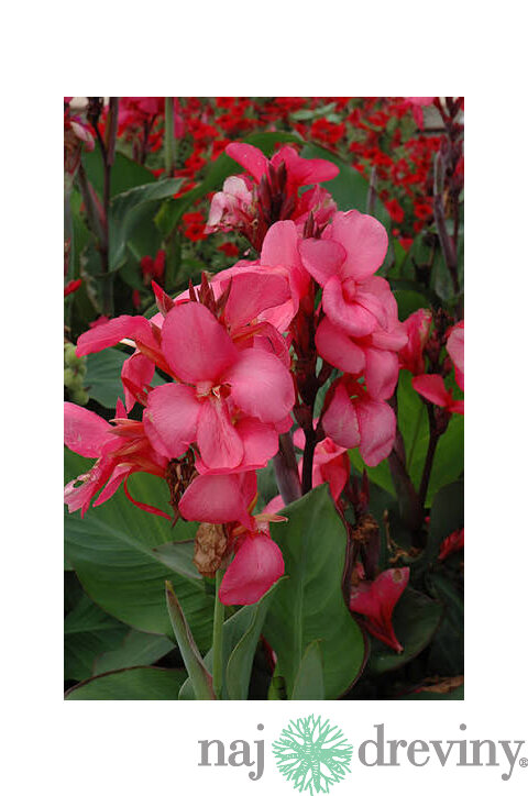 Kana indická ROSE, výška 30/50cm, v črepníku Canna Rose