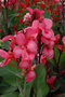 Kana indická ROSE, výška 30/50cm, v črepníku Canna Rose