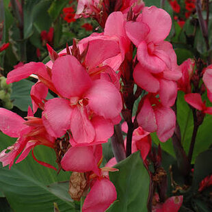 Kana indická ROSE, výška 30/50cm, v črepníku Canna Rose