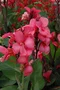 Kana indická ROSE, výška 30/50cm, v črepníku Canna Rose