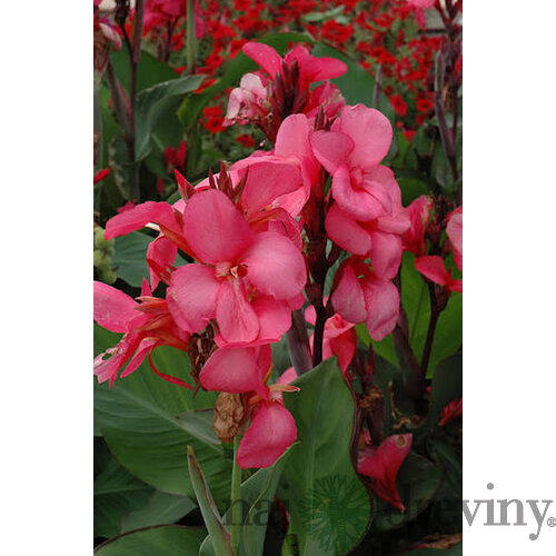 Kana indická ROSE, výška 30/50cm, v črepníku Canna Rose
