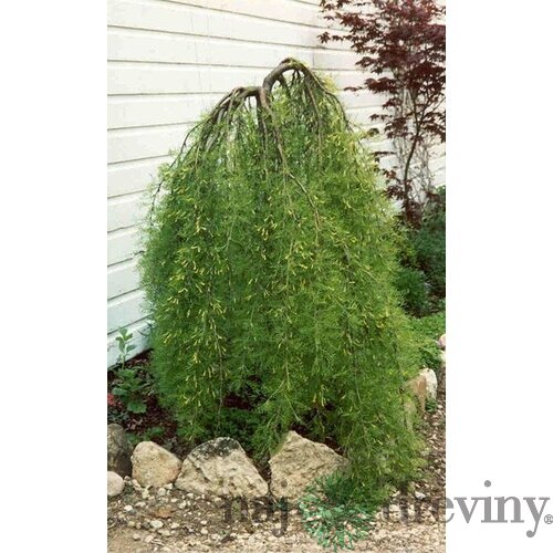 Karagana stromovitá Pendula previsnutá na kmienku výška 120/140 cm, v črepníku Caragana arborescens pendula