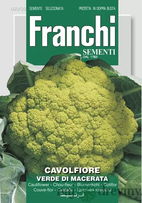 Karfiól - VERDE di MACERATA