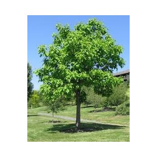 Katalpa bignóniovitá 160/180 cm, v črepníku Catalpa Bignonioides