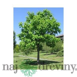 Katalpa bignóniovitá 160/180 cm, v črepníku Catalpa Bignonioides