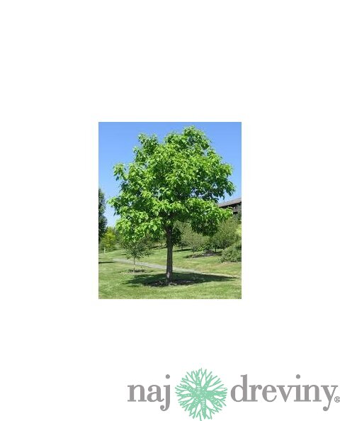Katalpa bignóniovitá 160/180 cm, v črepníku Catalpa Bignonioides
