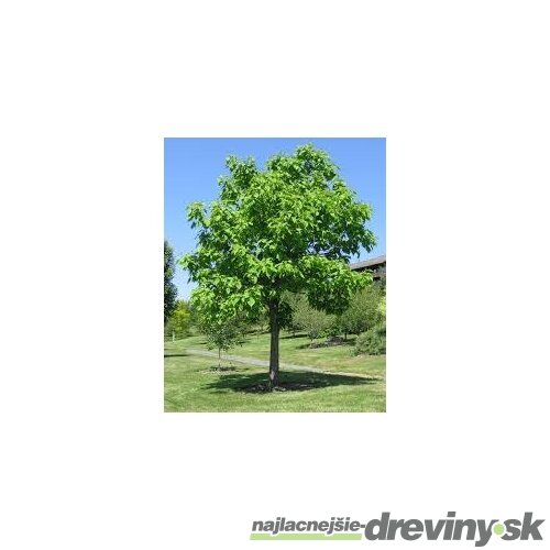 Katalpa bignóniovitá 160/180 cm, v črepníku Catalpa Bignonioides
