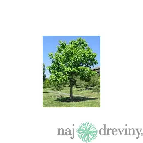 Katalpa bignóniovitá 160/180 cm, v črepníku Catalpa Bignonioides