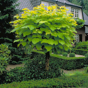 Katalpa bignóniovitá Aurea, obvod 8/10 cm výška 200 cm, v črepníku Catalpa bignonioides Aurea