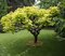 Katalpa bignóniovitá Aurea, výška kmienku 120/140 cm, celková výška 180/200 cm, v črepníku Catalpa bignonioides Aurea